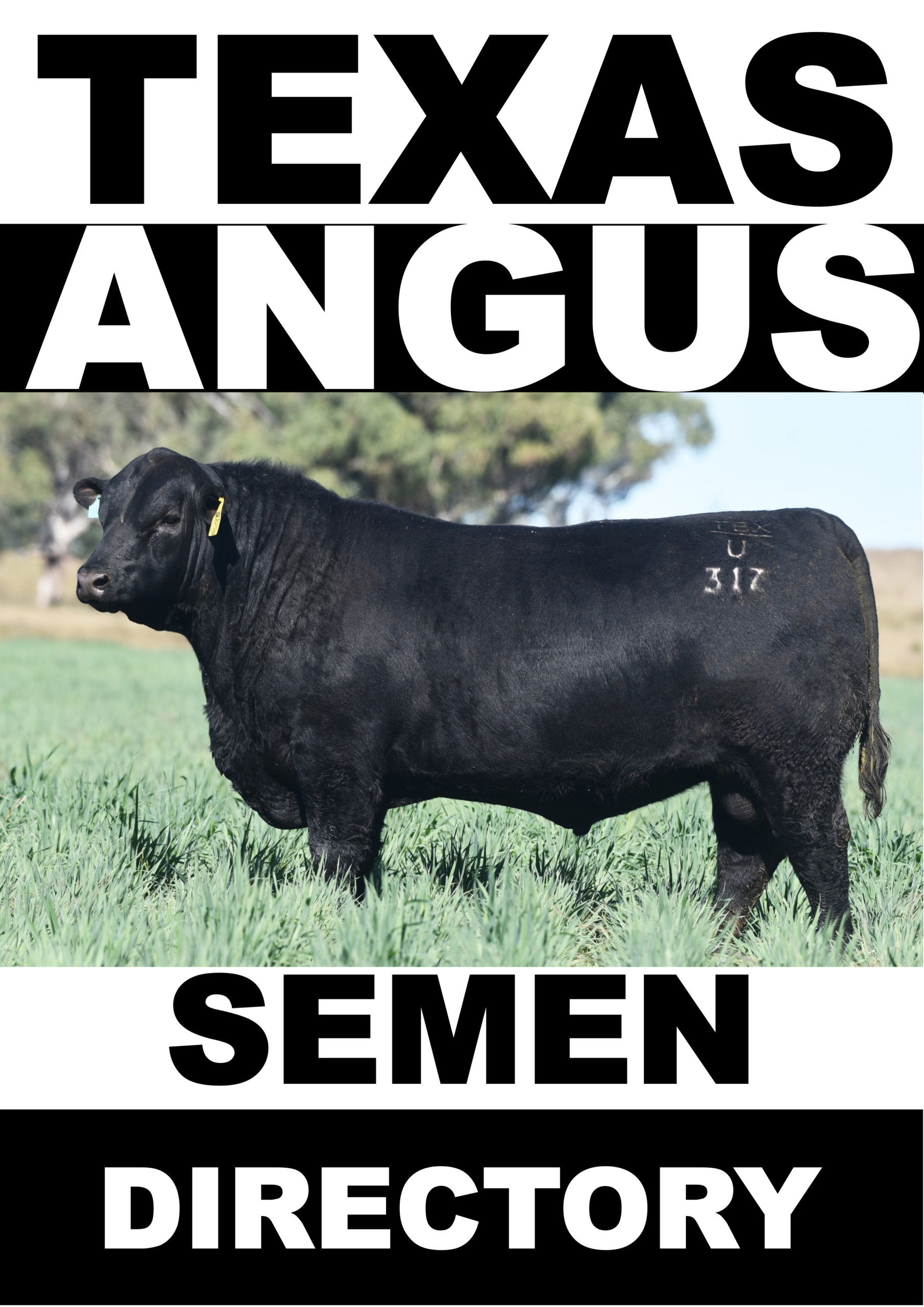 Texas Angus Semen Directory