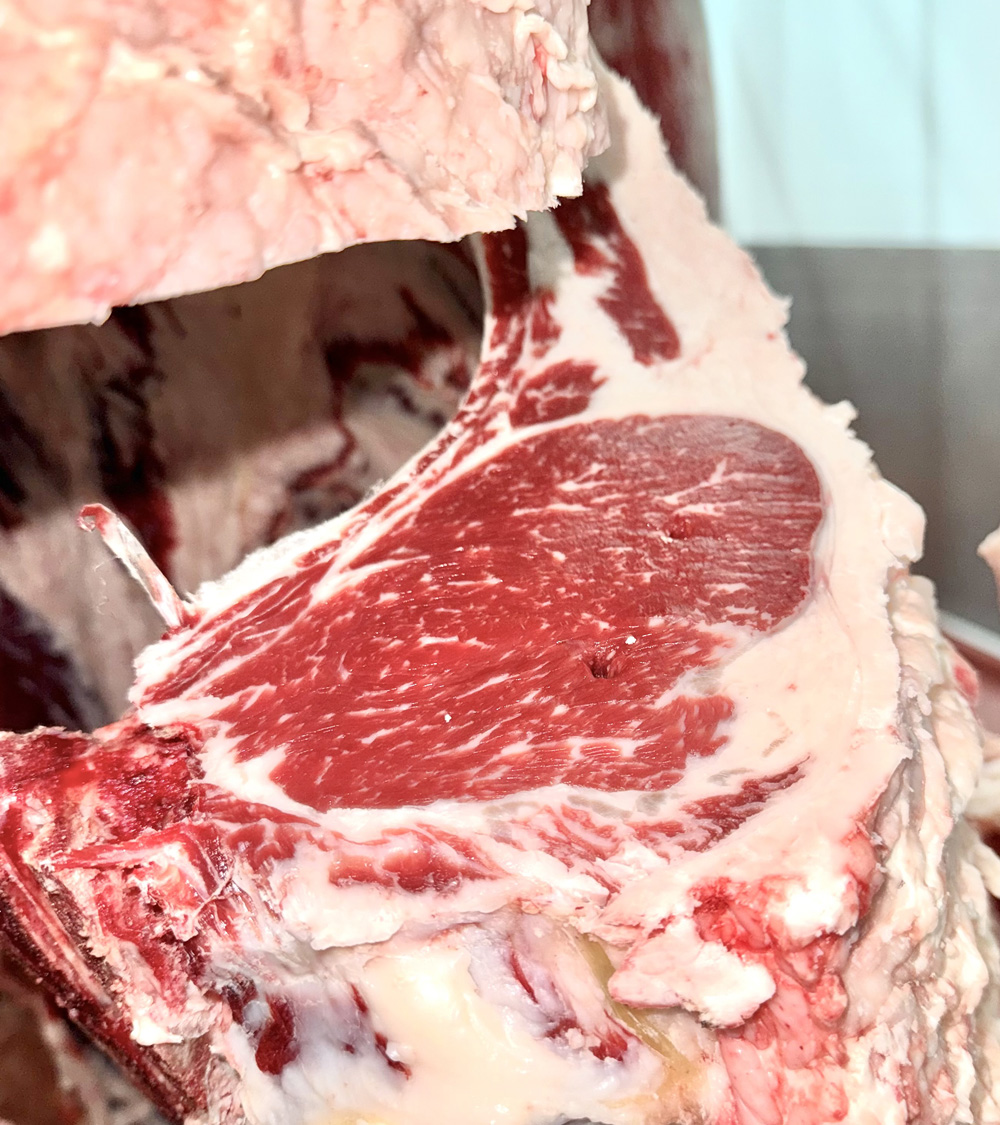 Success at Colin & Say Feeder Carcase Trial